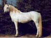 stallion Golden Dan (Connemara Pony, 1967, from Ben Lettery)