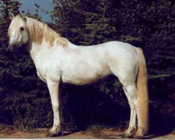 Deckhengst Golden Dan (Connemara-Pony, 1967, von Ben Lettery)