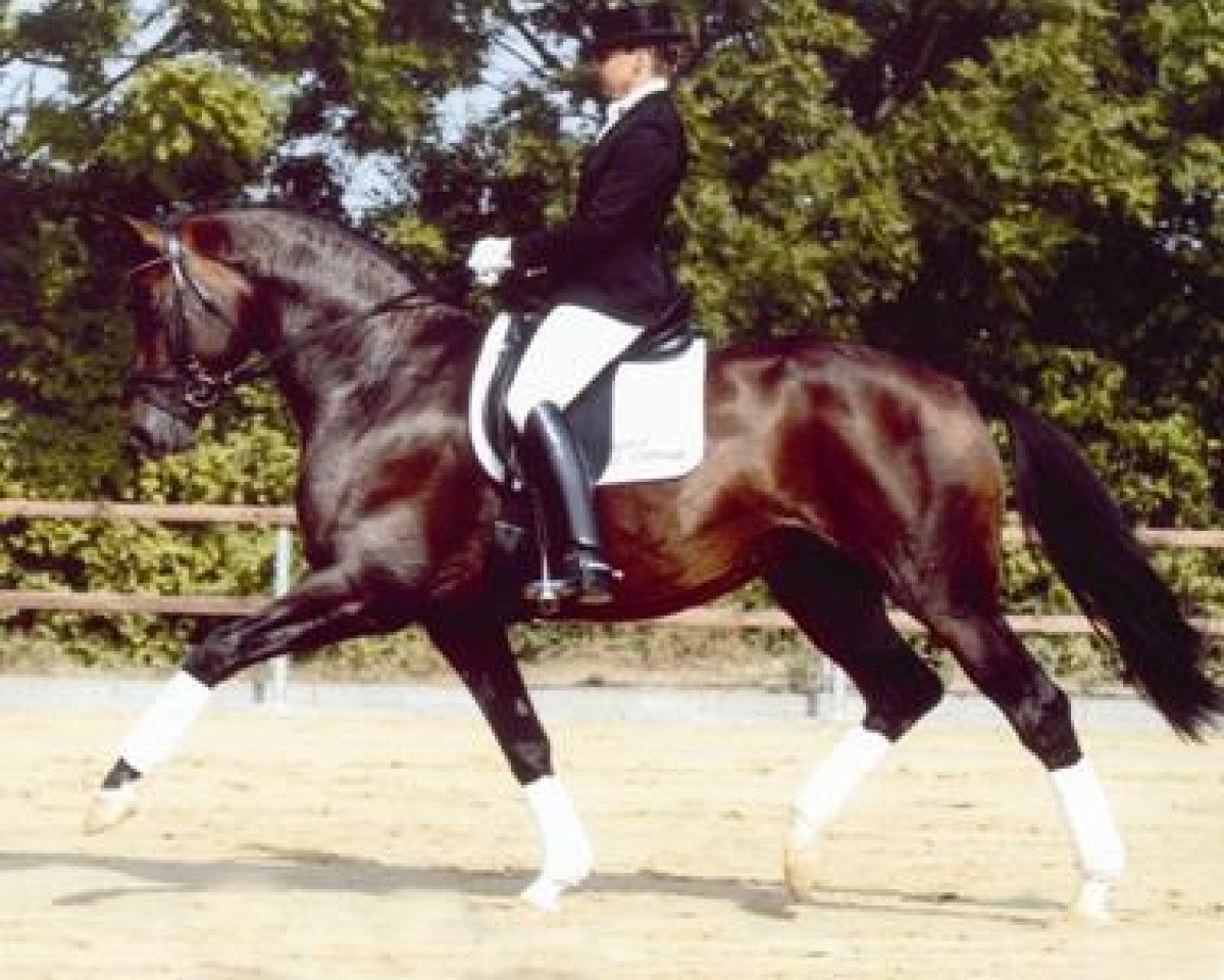 stallion Cadeau (Trakehner, 1999, from Silvermoon)