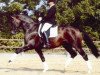 stallion Cadeau (Trakehner, 1999, from Silvermoon)