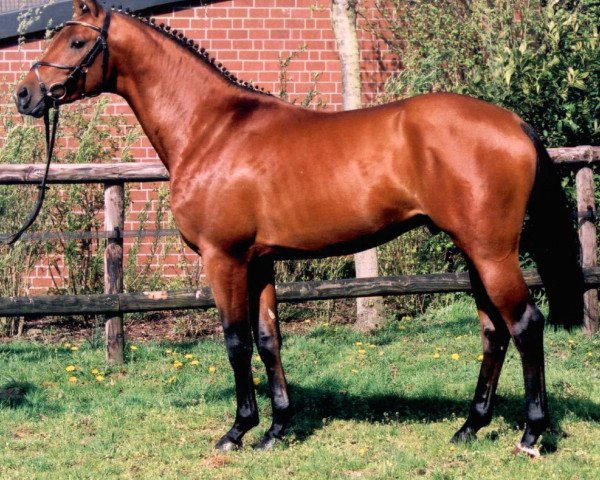 stallion Brioni (Trakehner, 2001, from Friedensfürst)