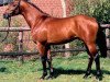 stallion Brioni (Trakehner, 2001, from Friedensfürst)