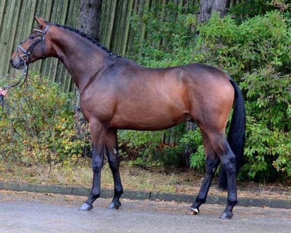 stallion Bel Baron (Trakehner, 2011, from Münchhausen)