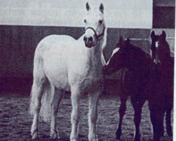 Zuchtstute Mary (Connemara-Pony, 1972, von Golden Dan)