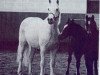 broodmare Mary (Connemara Pony, 1972, from Golden Dan)