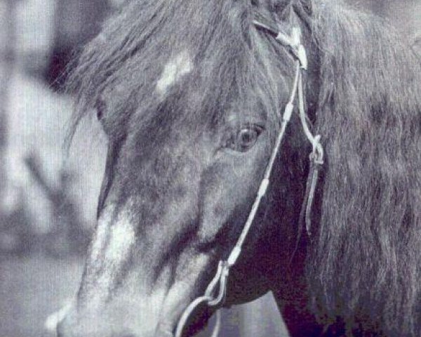 stallion May Prince (Connemara Pony, 1974, from Cove Commander)