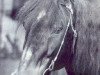 stallion May Prince (Connemara Pony, 1974, from Cove Commander)