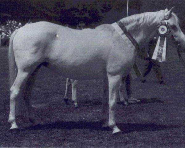 Zuchtstute Marena (Connemara-Pony, 1979, von May Prince)