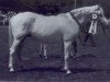Zuchtstute Marena (Connemara-Pony, 1979, von May Prince)