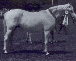 broodmare Marena (Connemara Pony, 1979, from May Prince)