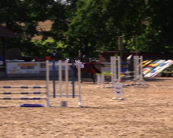 Reitturnier Lgl.-Oberhain, B95 2020
