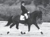 stallion Diamond Rum (Connemara Pony, 1973, from Carna Dun)