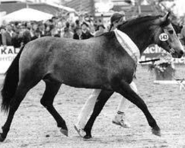 Deckhengst Diamond Shamrock (Connemara-Pony, 1990, von Diamond Rum)