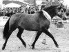 Deckhengst Diamond Shamrock (Connemara-Pony, 1990, von Diamond Rum)