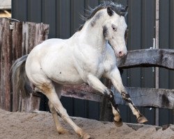 horse Somersault Pepper (Appaloosa, 1997, from Skipa Rock)