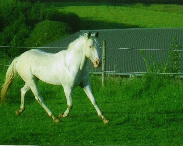 stallion Itaipus Cheyenne (Appaloosa, 1987, from RR Itaipu)