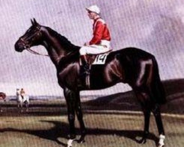 stallion Supreme Court xx (Thoroughbred, 1948, from Precipitation xx)