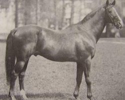 stallion 504 Szikrázó xx (Thoroughbred, 1960, from Supreme Court xx)