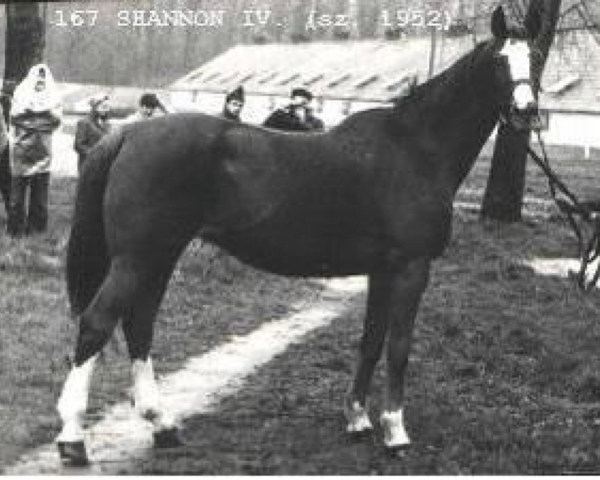 Zuchtstute 167 Shannon IV (Kisberer-Felver, 1952, von Shannon IV)