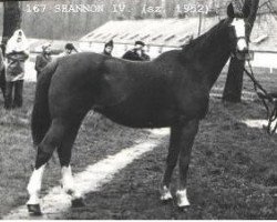 broodmare 167 Shannon IV (Kisber-Felver, 1952, from Shannon IV)