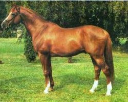 stallion Szikrázó 3 (Kisber-Felver, 1974, from 504 Szikrázó xx)