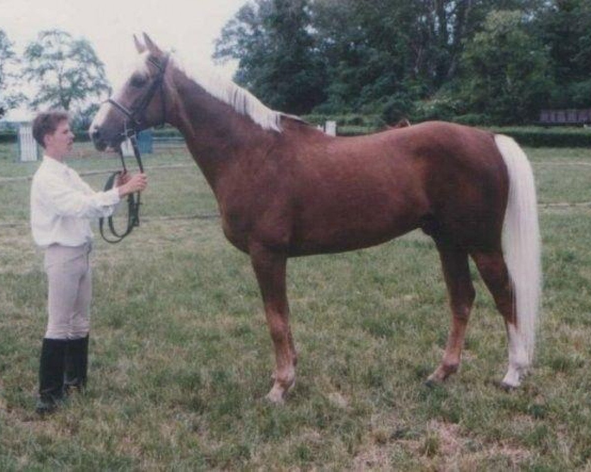 Deckhengst Surdut Netovabb (Ungarisches Warmblut, 1991, von Surdut xx)