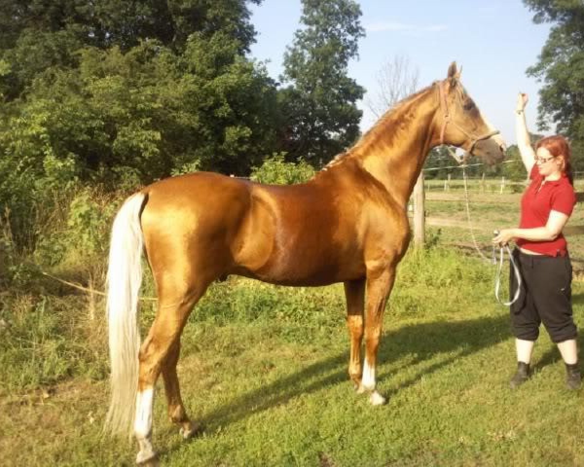 stallion Szikrázó I Ragyogó (Kisber-Felver, 1992, from Szikrázó 3)