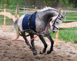 Springpferd Tristan 265 (Polnisches Warmblut, 2002, von Louis)