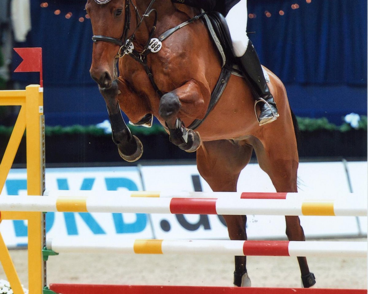 Springpferd Jomotion (Oldenburger, 2006, von Glock's Johnson Tn)