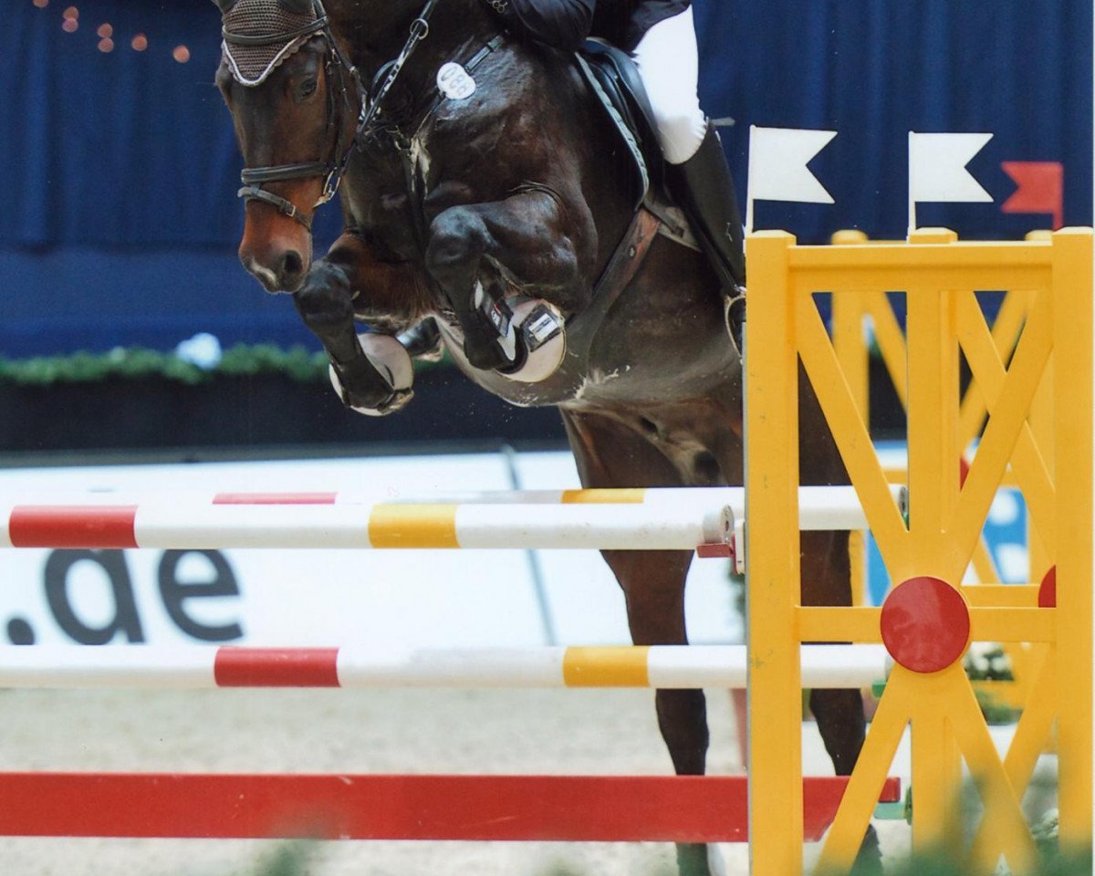 jumper Century Crown (Holsteiner, 2004, from Chello I)