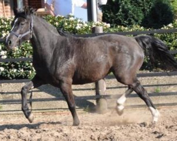 dressage horse Josy 94 (German Riding Pony, 2003, from Desperado K)