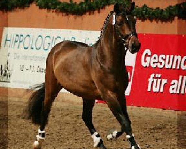 dressage horse Hakkon (German Riding Pony, 2007, from Halifax)