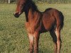 Dressurpferd Dark Dancer (Deutsches Reitpony, 1998, von Deister)