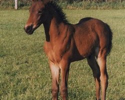 dressage horse Dark Dancer (German Riding Pony, 1998, from Deister)