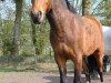 Springpferd Nic Nac 5 (Deutsches Reitpony, 2006, von No Limit)