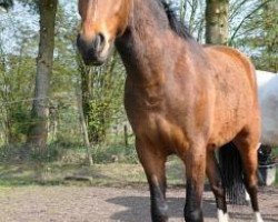 Springpferd Nic Nac 5 (Deutsches Reitpony, 2006, von No Limit)