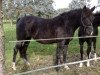 broodmare Juwel (German Riding Pony, 2001, from Brillant)