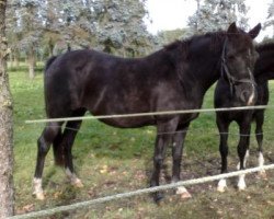 broodmare Juwel (German Riding Pony, 2001, from Brillant)