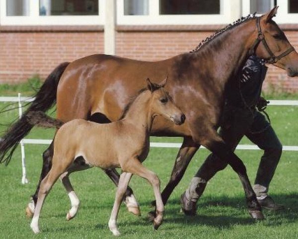 broodmare Jule (German Riding Pony, 1996, from Henry)