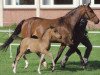 broodmare Jule (German Riding Pony, 1996, from Henry)