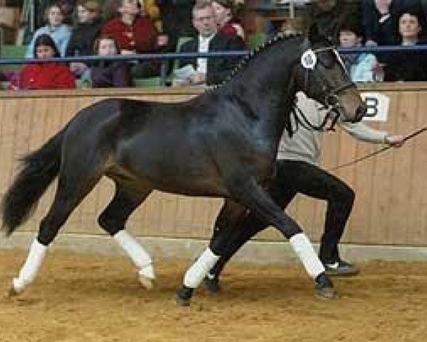 dressage horse Rodrigo (German Riding Pony, 2001, from Renoir)