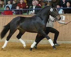 Dressurpferd Rodrigo (Deutsches Reitpony, 2001, von Renoir)