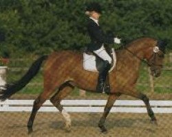 broodmare Janine WE (German Riding Pony, 2000, from Dressman)