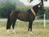 broodmare Jana (German Riding Pony, 1995, from Viktoria's Chirac)