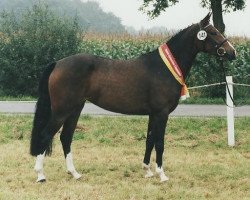 broodmare Jana (German Riding Pony, 1995, from Viktoria's Chirac)