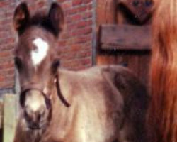 horse Heartbreaker 17 (German Riding Pony, 1996, from Henry)