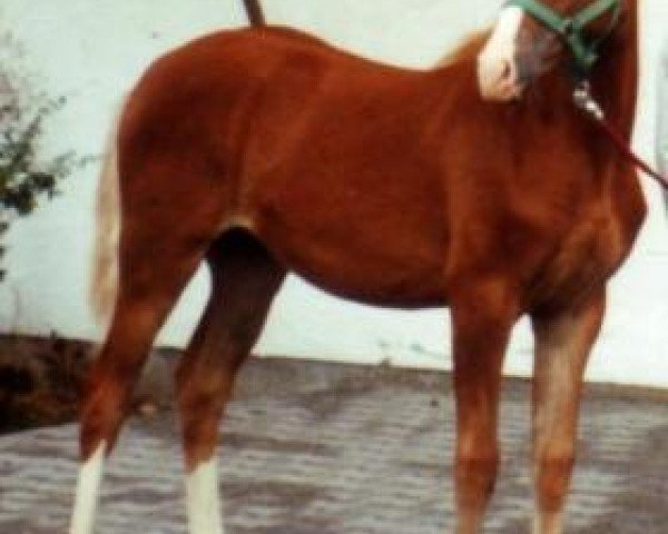Pferd Chipsy 18 (Württemberger,  , von Colorado)