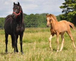 broodmare Joy (Bavarian, 2001, from Renoir)