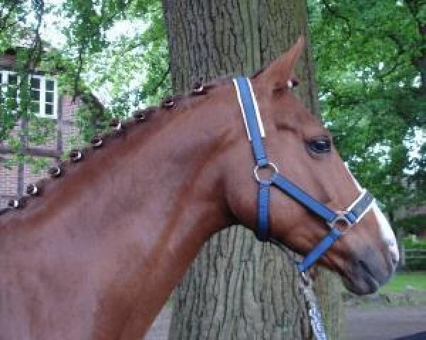 dressage horse Jana (German Riding Pony, 1997, from Santiago)