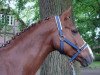 dressage horse Jana (German Riding Pony, 1997, from Santiago)